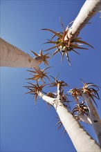 Young quiver tree or Kokerboom (Aloe dichotoma)