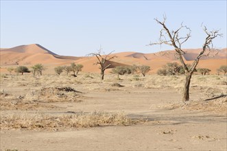 Dune landscape at Sossusvlei