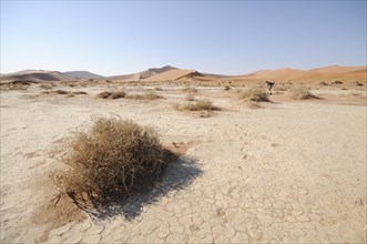 Dune landscape at Sossusvlei