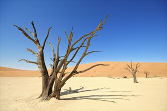 Dead trees on parched clay pan in front of red dunes