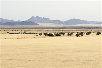 View from Elim Dune