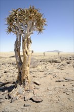 Quiver Tree or Kokerboom (Aloe dichotoma) near Kuiseb Canyon