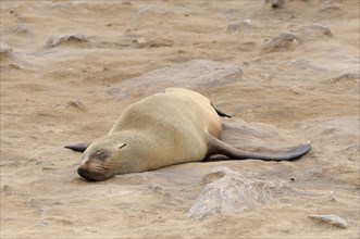 South African Fur Seal or Cape Fur Seal (Arctocephalus pusillus)