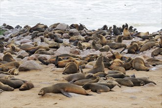 Breeding colony of South African Fur Seals or Cape Fur Seals (Arctocephalus pusillus)