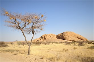 Savannah landscape with granite rocks of the Pontok Mountains