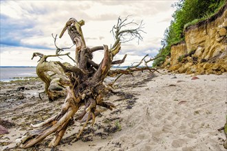 Dead tree on the beach of Poel island