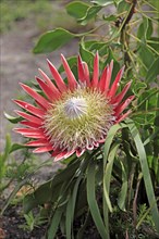 Giant Protea (Protea cynaroides)