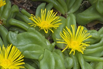 Tongue-leaf (Glottiphyllum depressum)