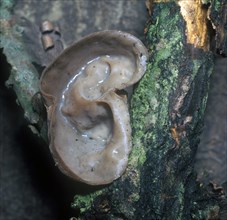 Jew's Ear (Auricularia auricula) fungus