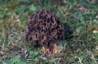 Morel (Morchella vulgaris) fungus