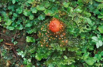 Orange Puffball (Calostoma cinnabarina)
