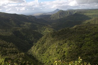 View of forested hillside habitat