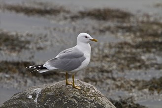 Common Gull (Larus canus) on sea shore