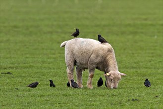 Starlings search for food on and by a young sheep