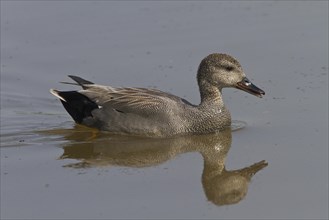 Gadwall (Anas strepera)