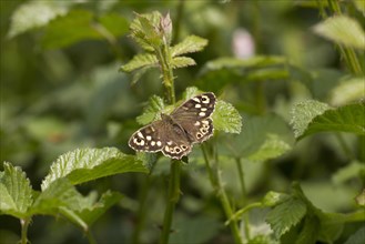 Speckled Wood (Pararge aegeria) on bramble leaves