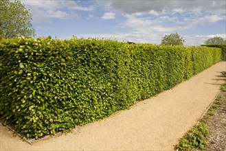 Beech (Fagus sylvatica) hedge in spring