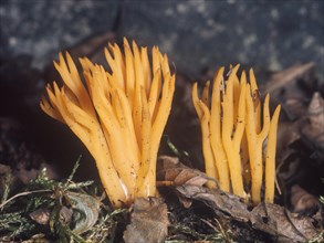 Stag horn fungus (Calocera viscosa)