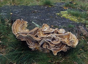 Giant Polypore fungus (Grifola gigantea)