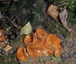 Orange Peel fungus (Peziza aurantia