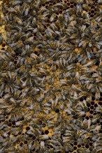 Worker bees tending larva and honey and nectar cells in the brood frame part of the hive