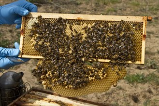 Worker bees tending drone and honey and nectar cells in the brood frame part of the hive