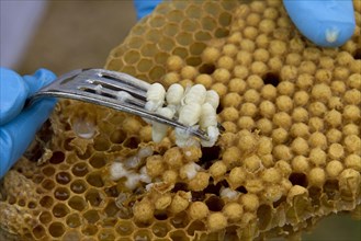 Removing some larva from the brood comb to see if any disease or parasites are present in the hive