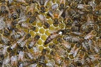 The queen bee marked with a white dot is laying eggs in queen cups