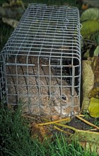 Rabbit (Oryctolagus cuniculus) trapped in live trap