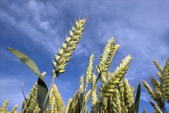 Wheat (Triticum aestivum) crop