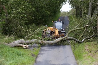 Mature tree fallen across road during storm being moved by farmer with loader