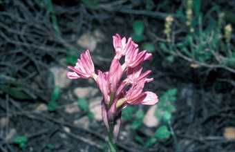 Pink Butterfly Orchid (Orchis caspia)