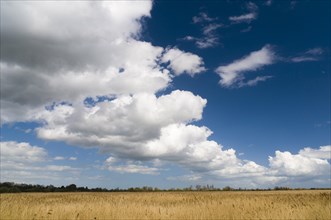 View of clouds over reedbed in wetland habitat
