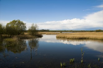 View of wetland habitat with open water and reedbeds