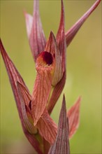 Long-lipped Tongue Orchid (Serapias vomeracea)