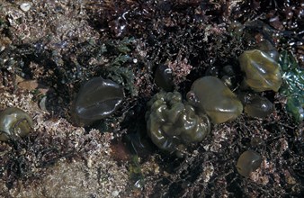Oyster Thief (Colpomenia peregrina) with corallina and other seaweeds