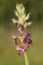 Bug Orchid (Anacamptis coriophora)