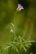 Long-stalked Cranesbill (Geranium columbinum)