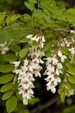 False Acacia (Robinia pseudoacacia)
