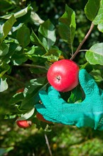 Cultivated Apple (Malus domestica)