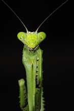 Praying Mantis (Stagmatoptera binotata)