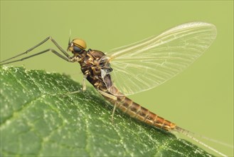 Mayfly (Ephemeroptera sp.)