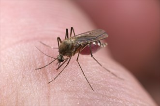 Common Mosquito (Culex pipiens)