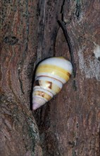 Liguus Tree Snail (Liguus fasciatus)