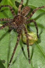 Wandering Spider (Ctenidae sp.)