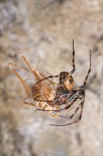 European Cave Spider (Meta menardi)