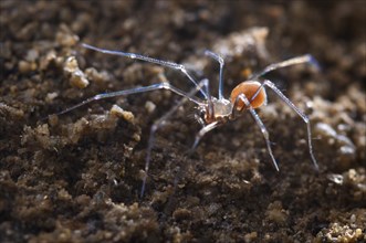 Cave Spider (Leptoneta crypticola)