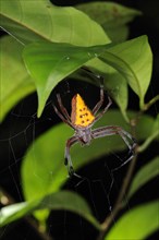 Golden-spotted Orb-weaver (Eriophora nephiloides)