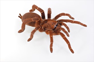 King Baboon Spider (Citharischius crawshayi)