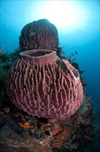 Red Barrel Sponge (Xestospongia testudinaria)